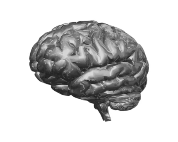 Hersenen Stockfoto