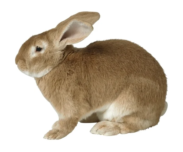 Das Kaninchen — Stockfoto