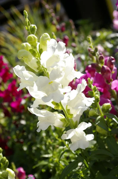 Flor blanca Antirrhinum —  Fotos de Stock
