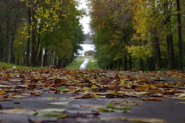 Sonbahar Yaprakları