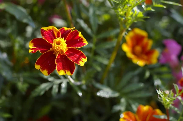 stock image It is red - a yellow flower