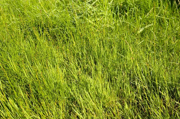 stock image Green grass