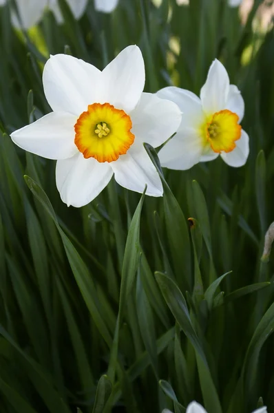 stock image White flowers