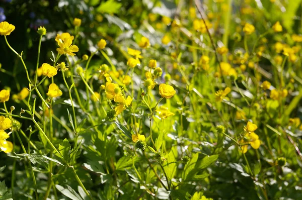 Flores amarillas sobre un fondo verde Imágenes De Stock Sin Royalties Gratis