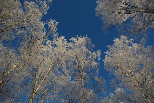 stock image Silver birch