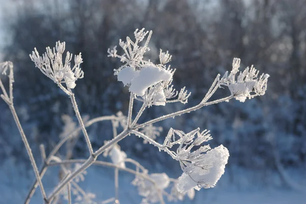 stock image Winter in Russia