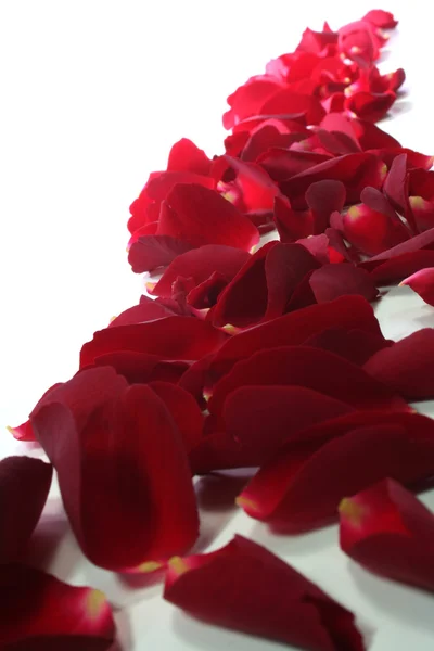 Röda rosenblad som bakgrund — Stockfoto