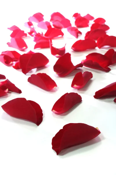 stock image Red rose petals as the background