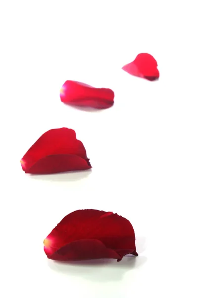 Red rose petals as the background — Stock Photo, Image