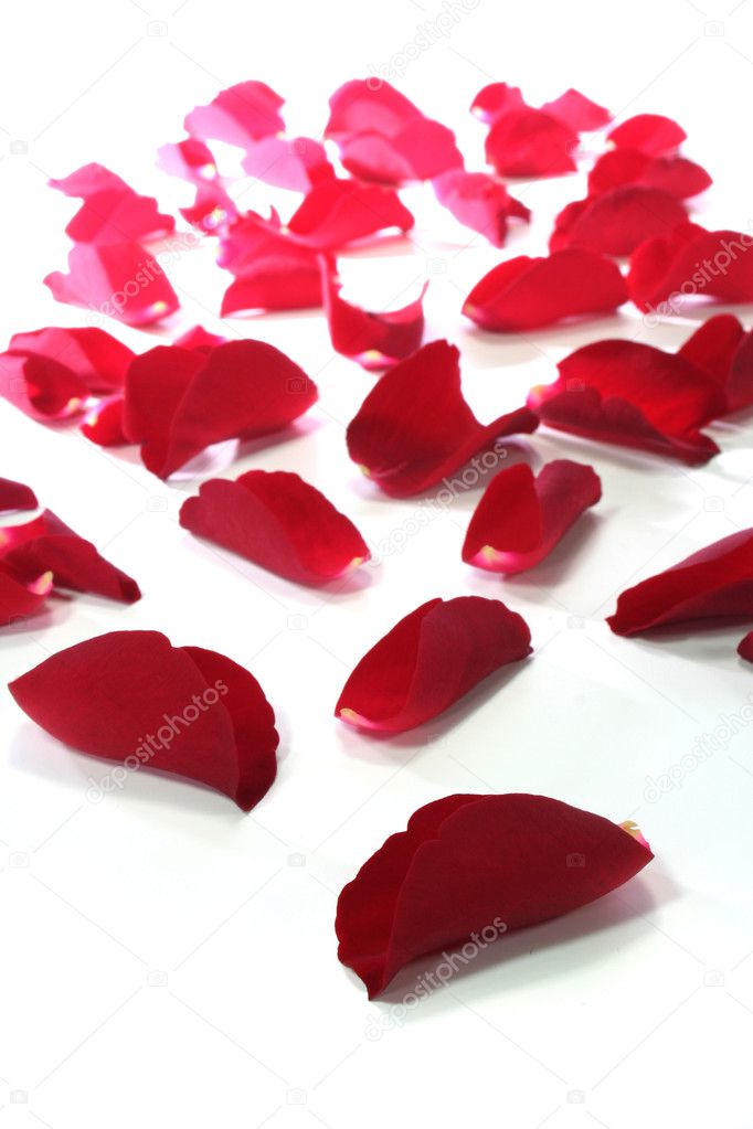 Red rose petals as the background