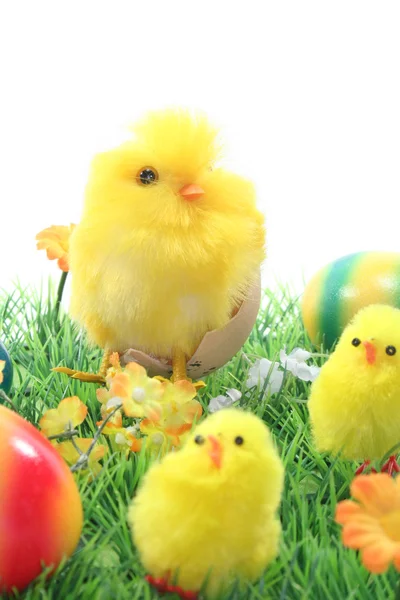 Пасхальные яйца и цыплята на лугу — стоковое фото