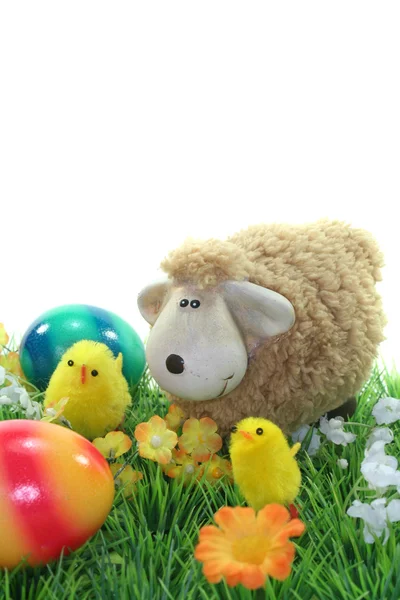 Moutons avec œufs et poussins dans une prairie — Photo