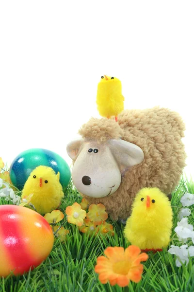 Ovelhas com ovos e pintos em um prado — Fotografia de Stock