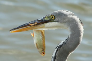 Grey heron clipart