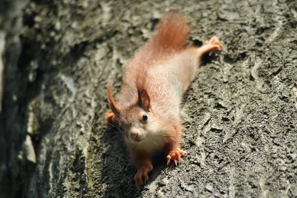 Baby-Eichhörnchen — Stockfoto