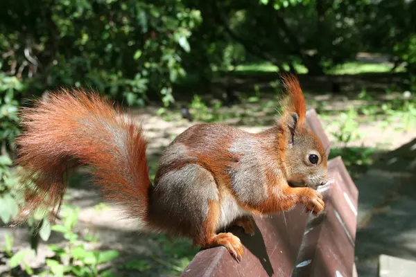 Eichhörnchen — Stockfoto