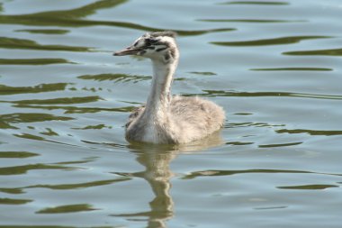 Grebe chick clipart