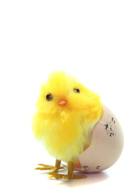 Chicks clipart