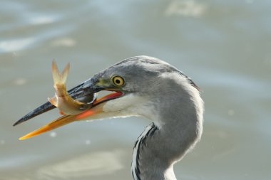 Grey heron with a fish clipart