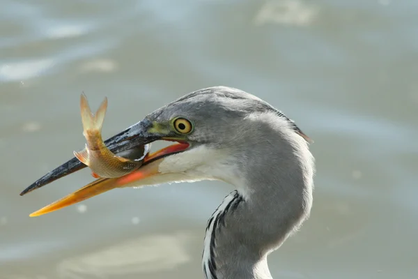 Grey heron with a fish — Stock Photo, Image