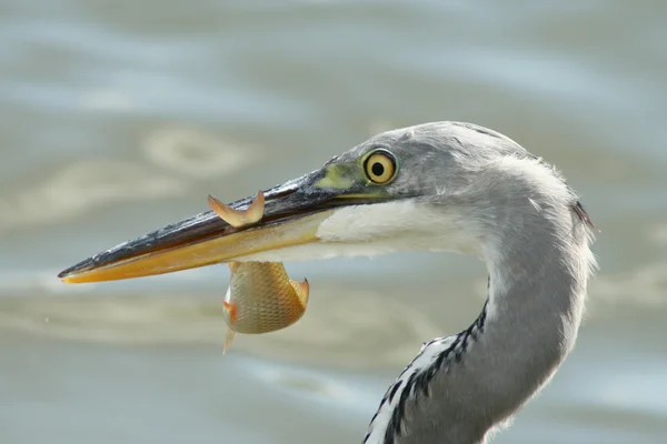 Grey heron with a fish — Stock Photo, Image
