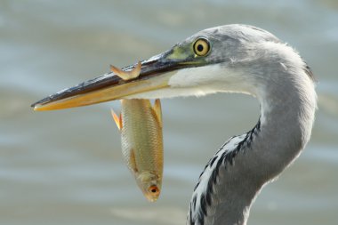 Grey heron with a fish clipart