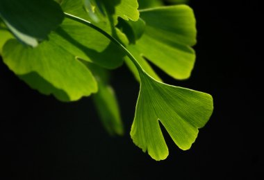 Gingko!