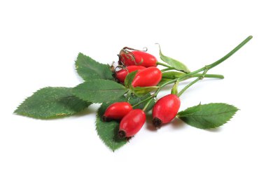 Rosehip clipart