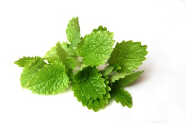 Lemon Balm clipart