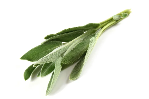 Salvia — Foto Stock
