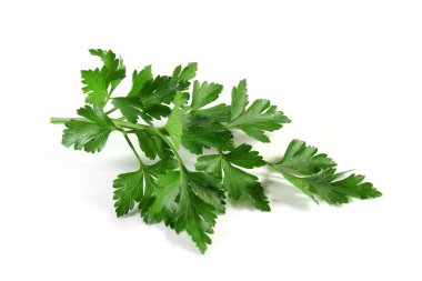 Lovage clipart