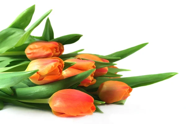 Bukiet tulipan — Zdjęcie stockowe