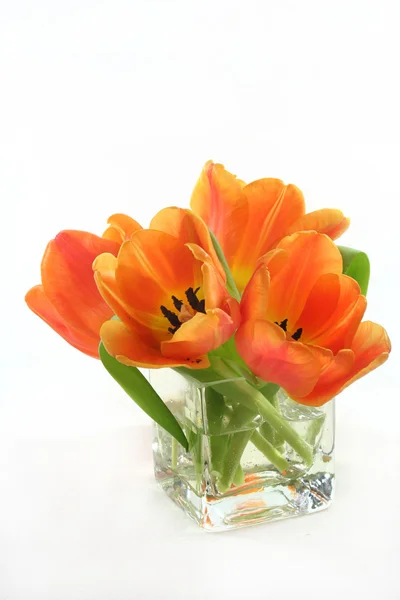 Tulipán csokor — Stock Fotó