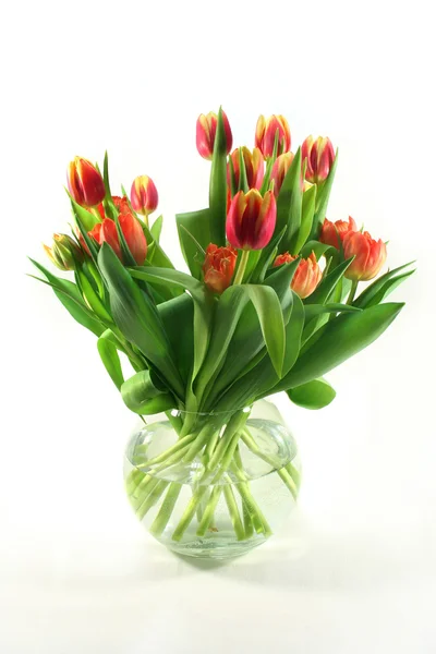 Ramo de tulipán —  Fotos de Stock