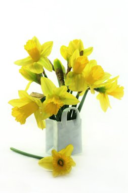 Daffodils clipart