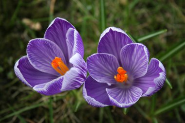 Crocus clipart