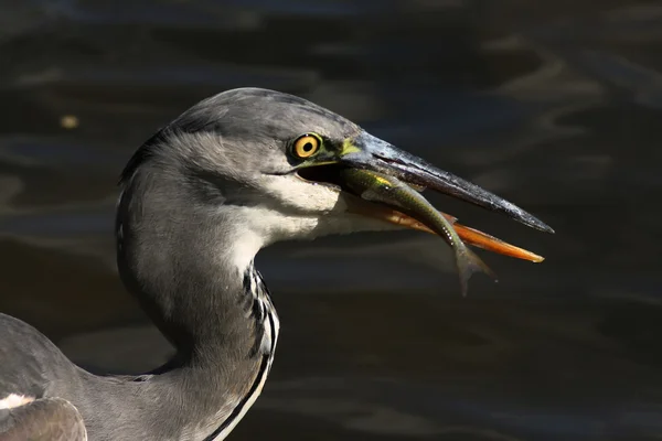 Blue heron — Stock Photo, Image