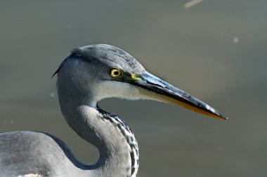 Gray heron clipart