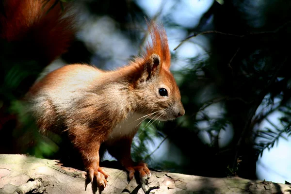 Eichhörnchen — Stockfoto