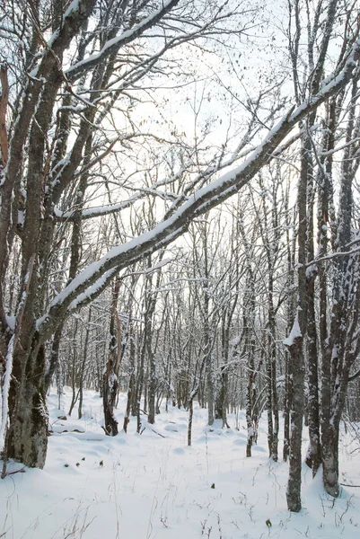 Forêt glacée hivernale — Photo