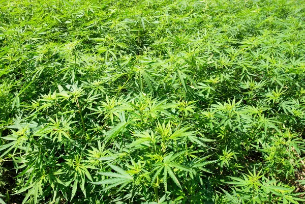Campo di marijuana verde (canapa ) — Foto Stock