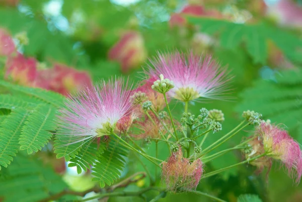 Flowers of acacia — Stock Photo, Image