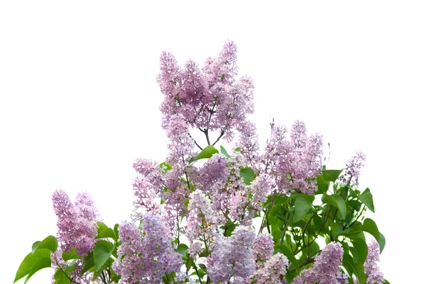 Violett lila gren — Stockfoto