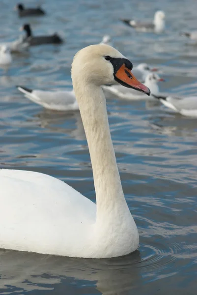 Hermoso cisne blanco . — Foto de Stock