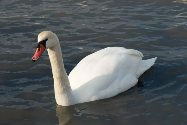 Hermoso cisne blanco . —  Fotos de Stock