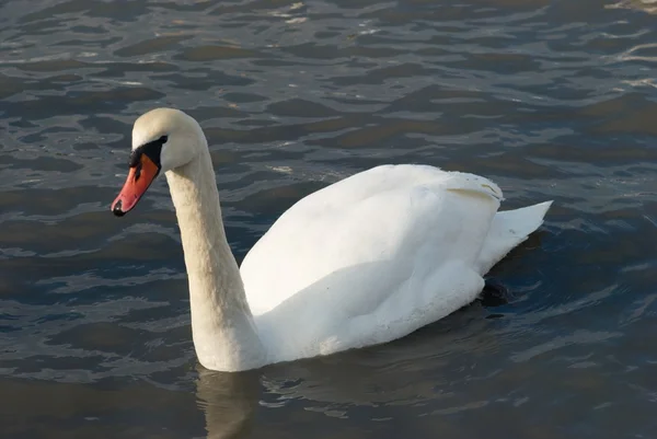 Bellissimo cigno bianco. — Foto Stock