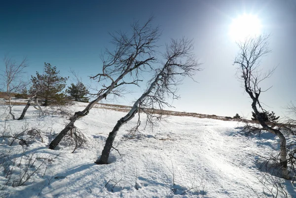 Δέντρα κάτω από το χιόνι, με ήλιο αστέρι. — Φωτογραφία Αρχείου