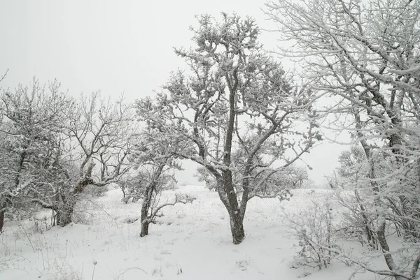 Winterlandschaft mit vereisten Bäumen. — Stockfoto