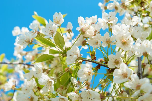 Vita körsbär blommor — Stockfoto