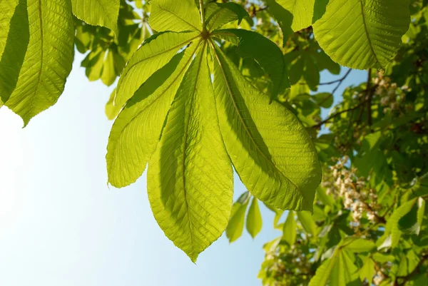 Zelené listy kaštanu. — Stock fotografie